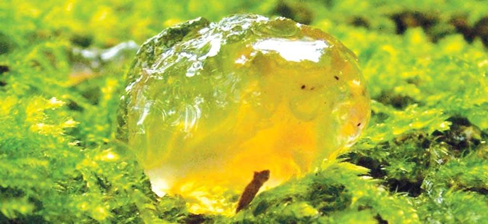 The Oakville Blobs: Unraveling a Strange Mystery