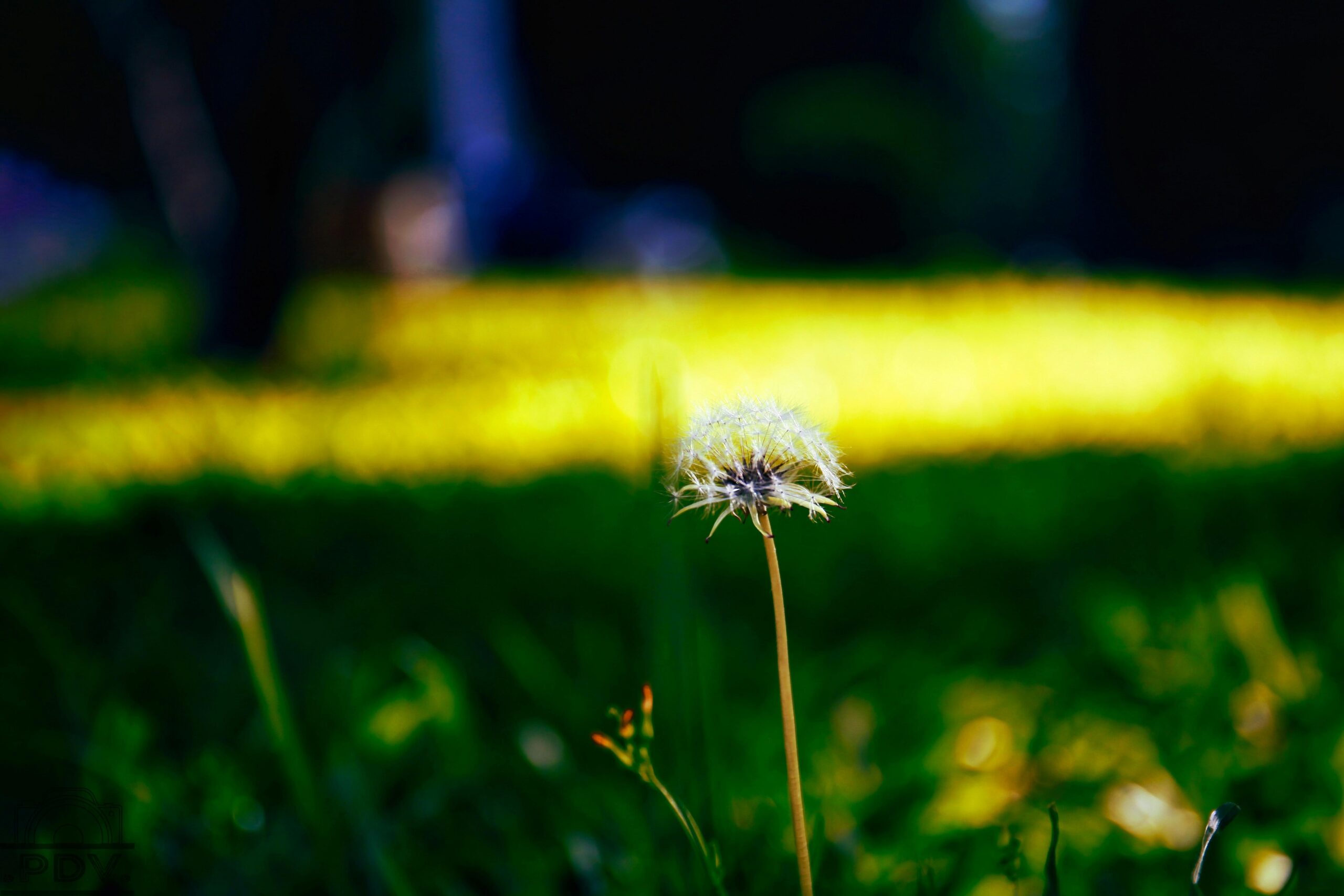 Unraveling the Mystery: The JonBenét Ramsey Homicide Case
