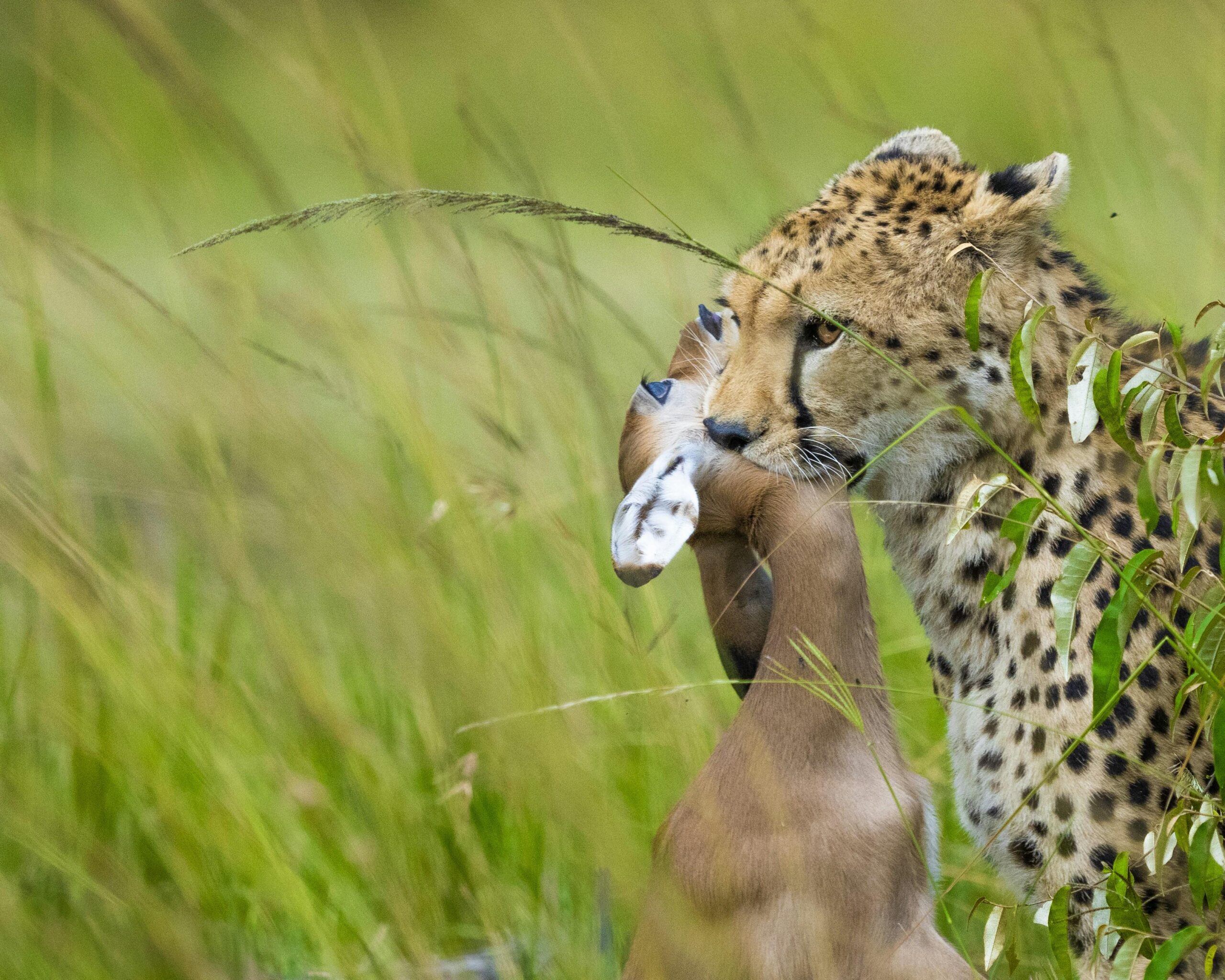 Inside the Mind: How Predators Use Grooming Tactics