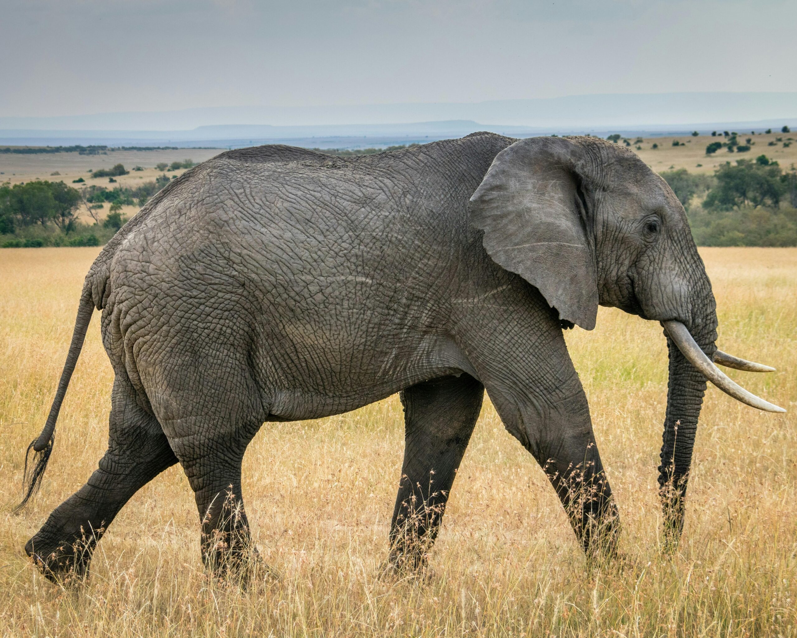 Hidden Crisis: The Global Trade in Endangered Species